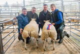 Champion lambs at Dumries Mart Christmas Show Beltex x from Gillesbie Farms_